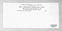 Phyllactinia guttata image